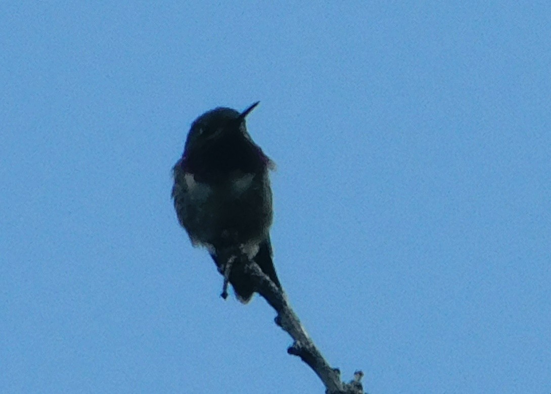 Black-chinned Hummingbird - ML620487296