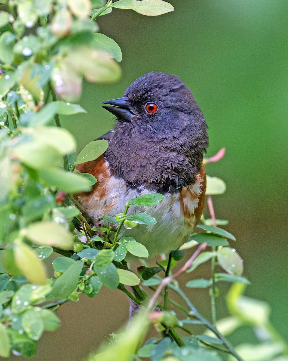 Spotted Towhee - ML620487297