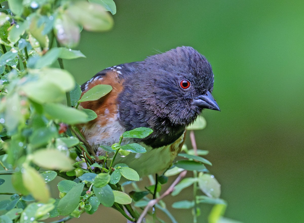 Spotted Towhee - ML620487298