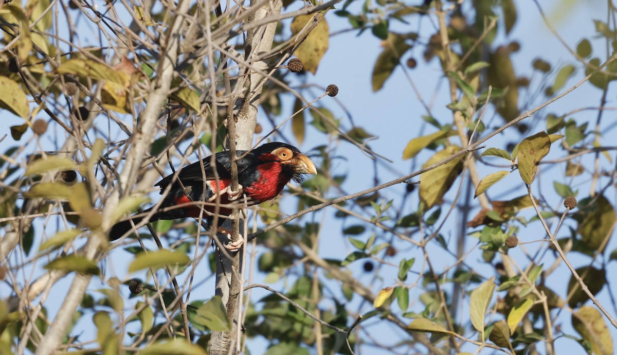 Bearded Barbet - ML620487299