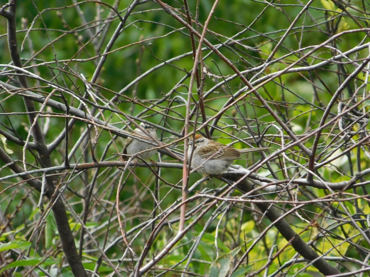 Chipping Sparrow - ML620487300