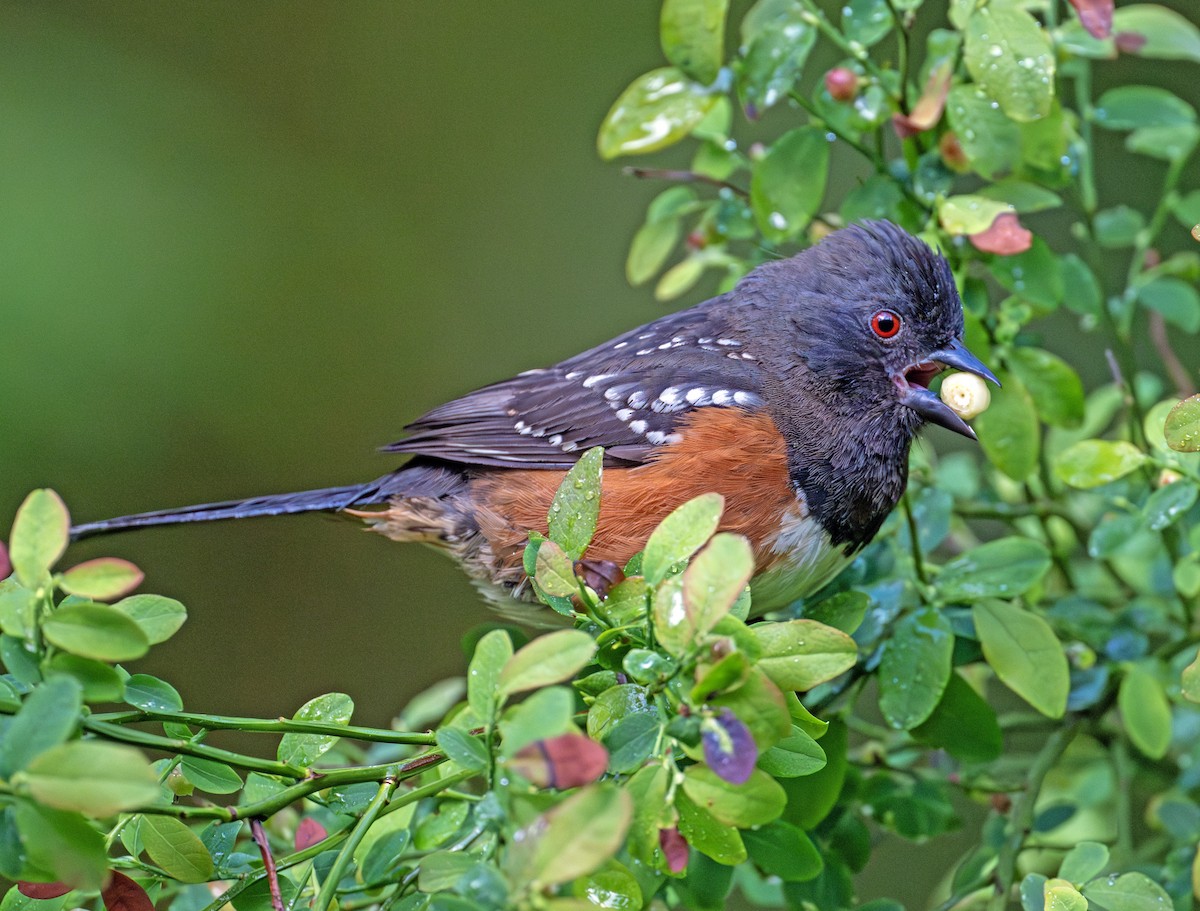 ホシワキアカトウヒチョウ - ML620487302