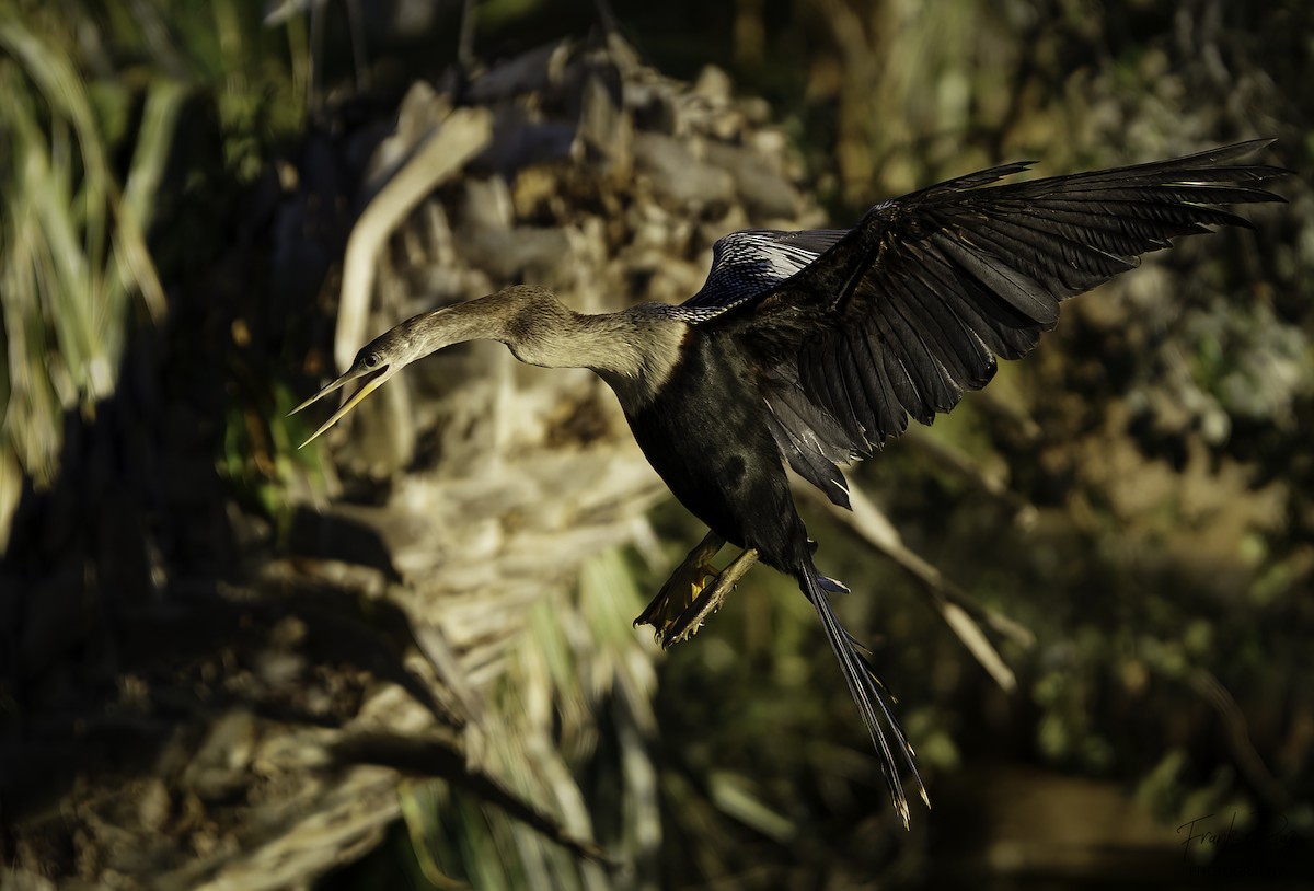 Anhinga d'Amérique - ML620487303