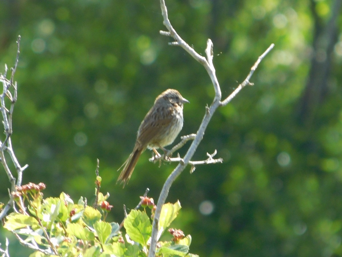 Song Sparrow - ML620487307