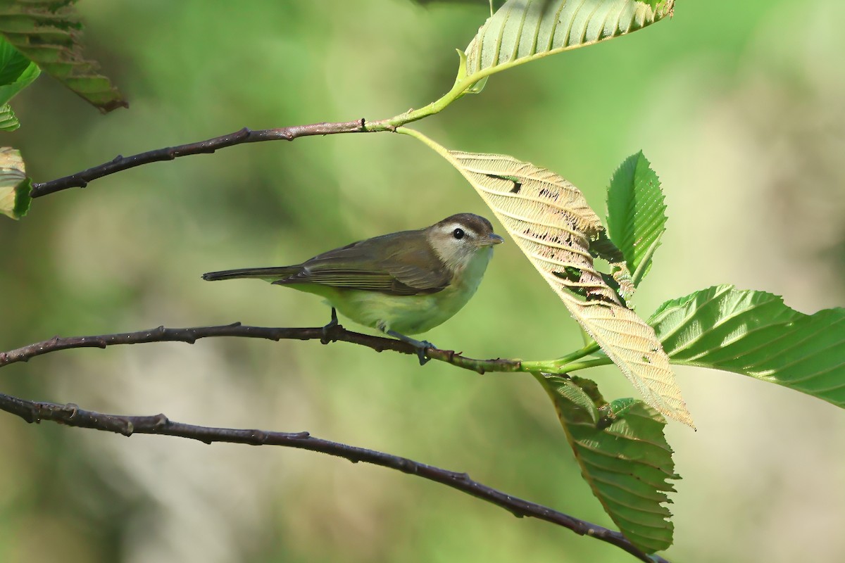 Brown-capped Vireo - Russ Ruffing