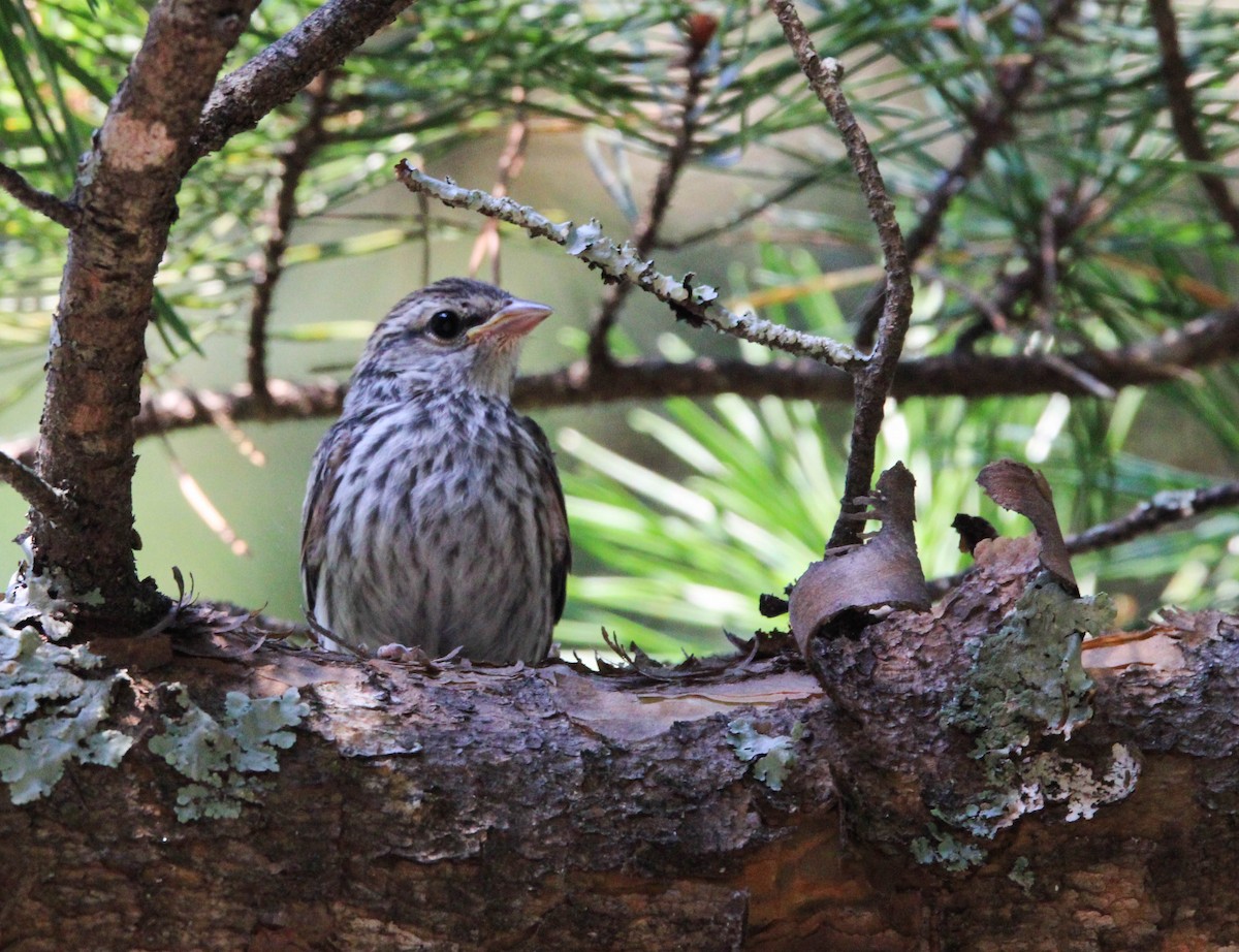 Chipping Sparrow - ML620487311