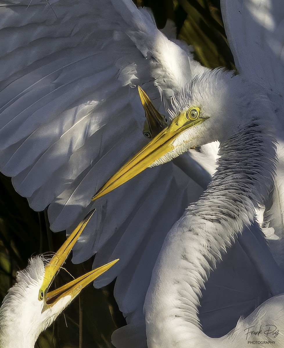 Great Egret - ML620487312