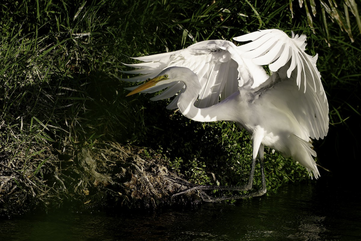 Great Egret - ML620487313