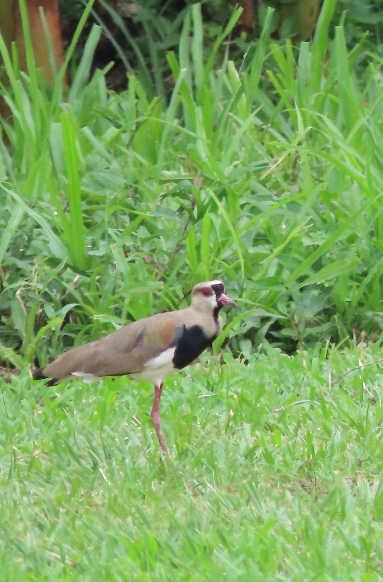 Southern Lapwing - Julio Barquero Elizondo