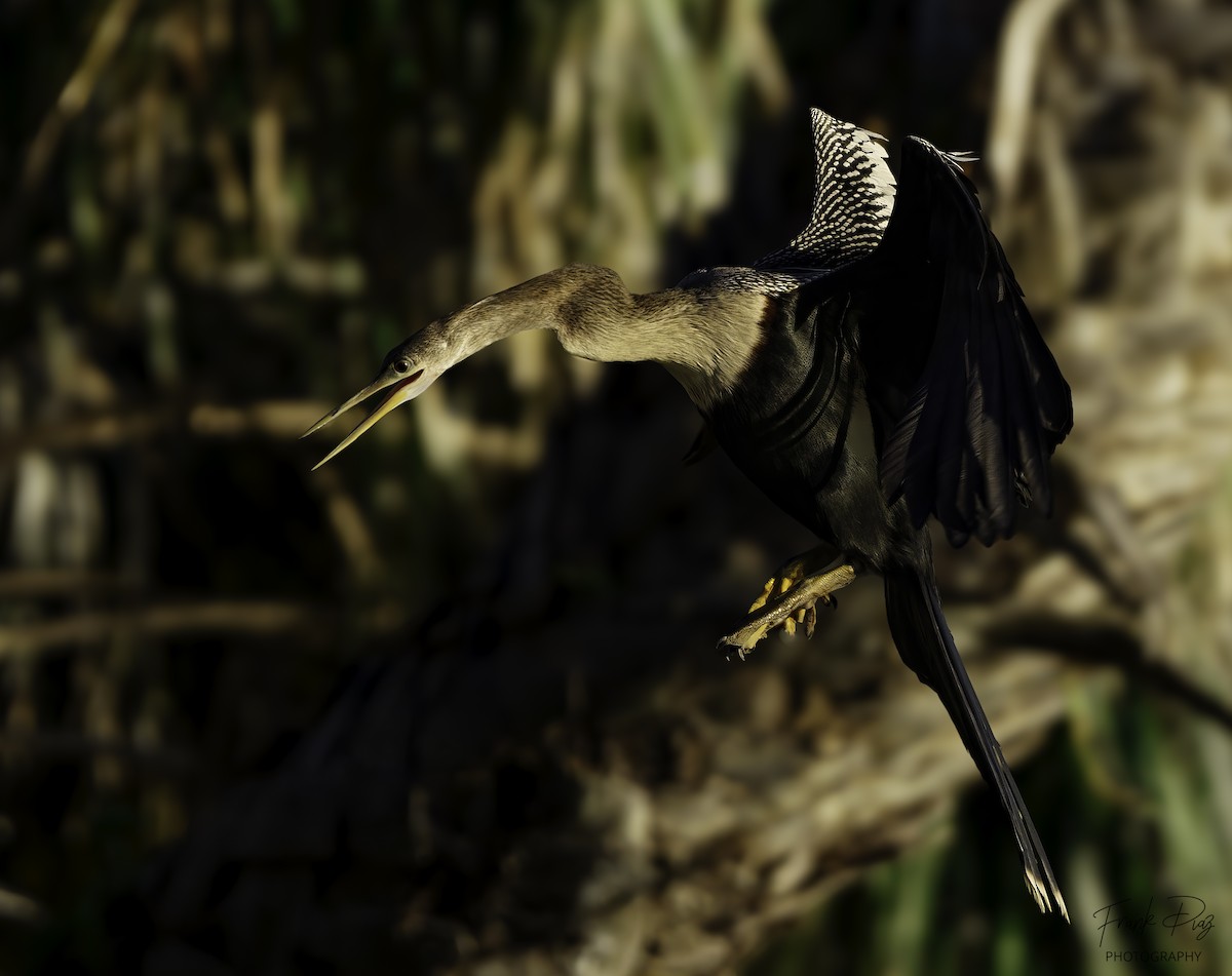 anhinga americká - ML620487317