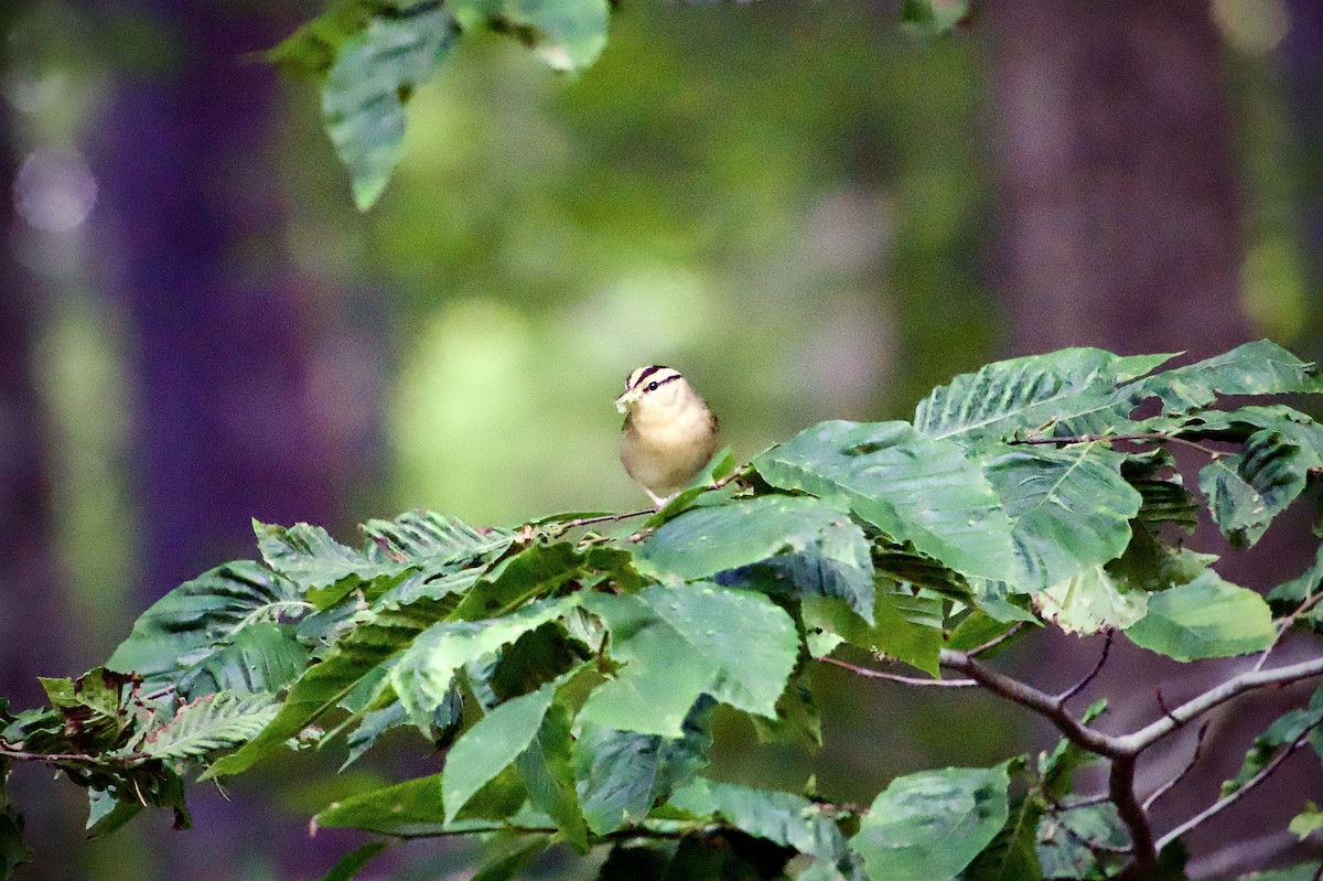 Worm-eating Warbler - ML620487319