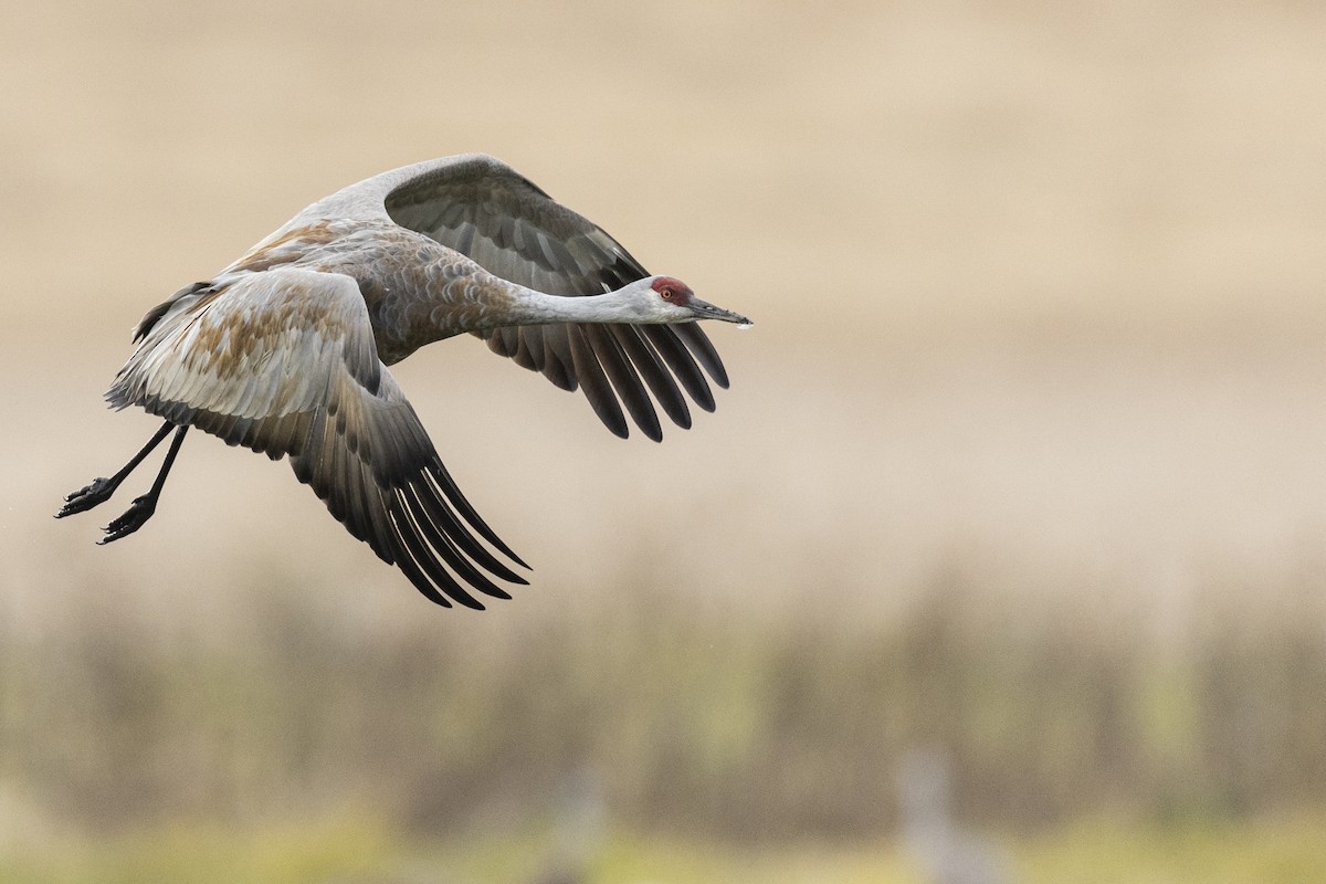 Sandhill Crane (canadensis) - ML620487322