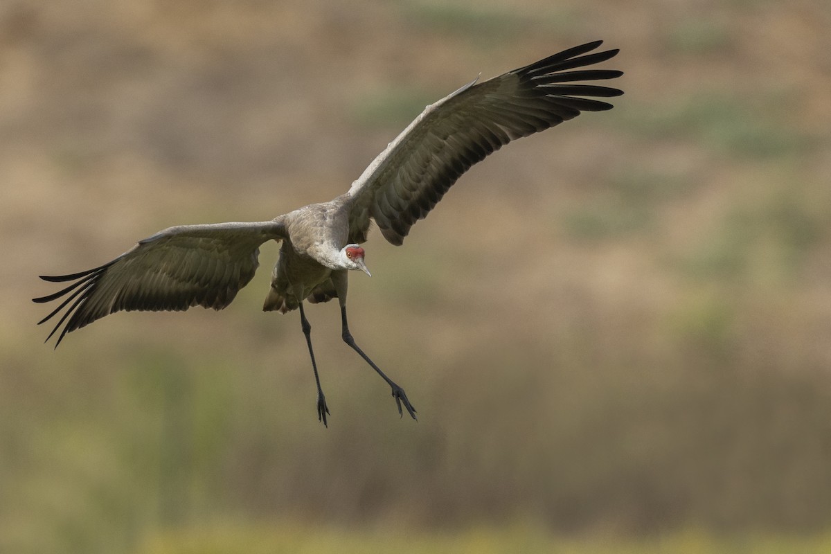 Grulla Canadiense (canadensis) - ML620487324