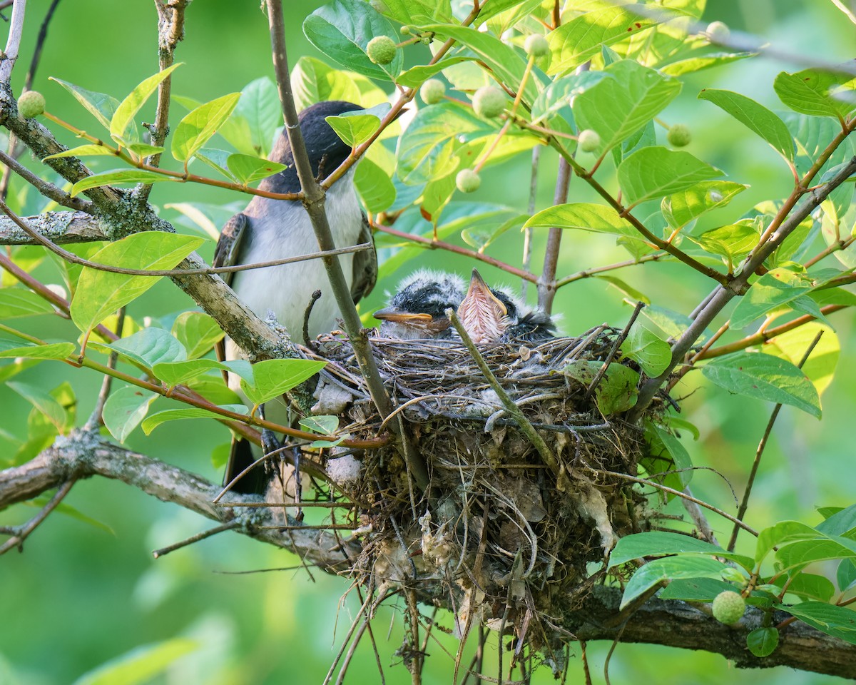 Eastern Kingbird - ML620487325