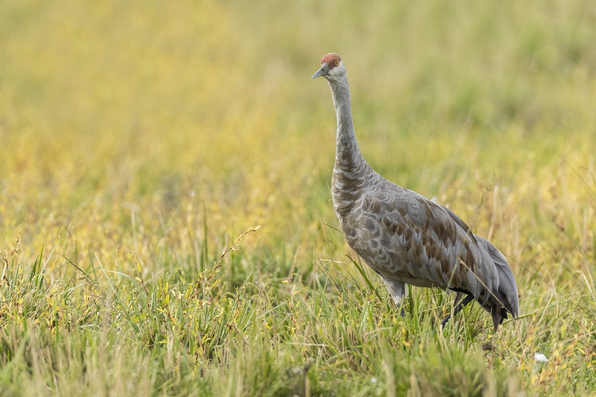 Sandhill Crane (canadensis) - ML620487326