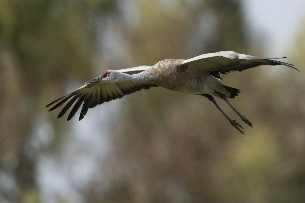 Sandhill Crane (canadensis) - Michael Stubblefield