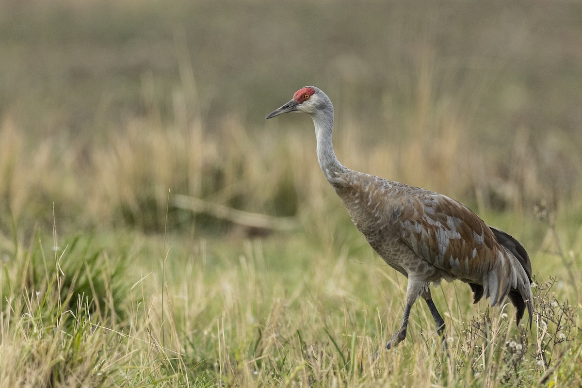 Grulla Canadiense (canadensis) - ML620487328