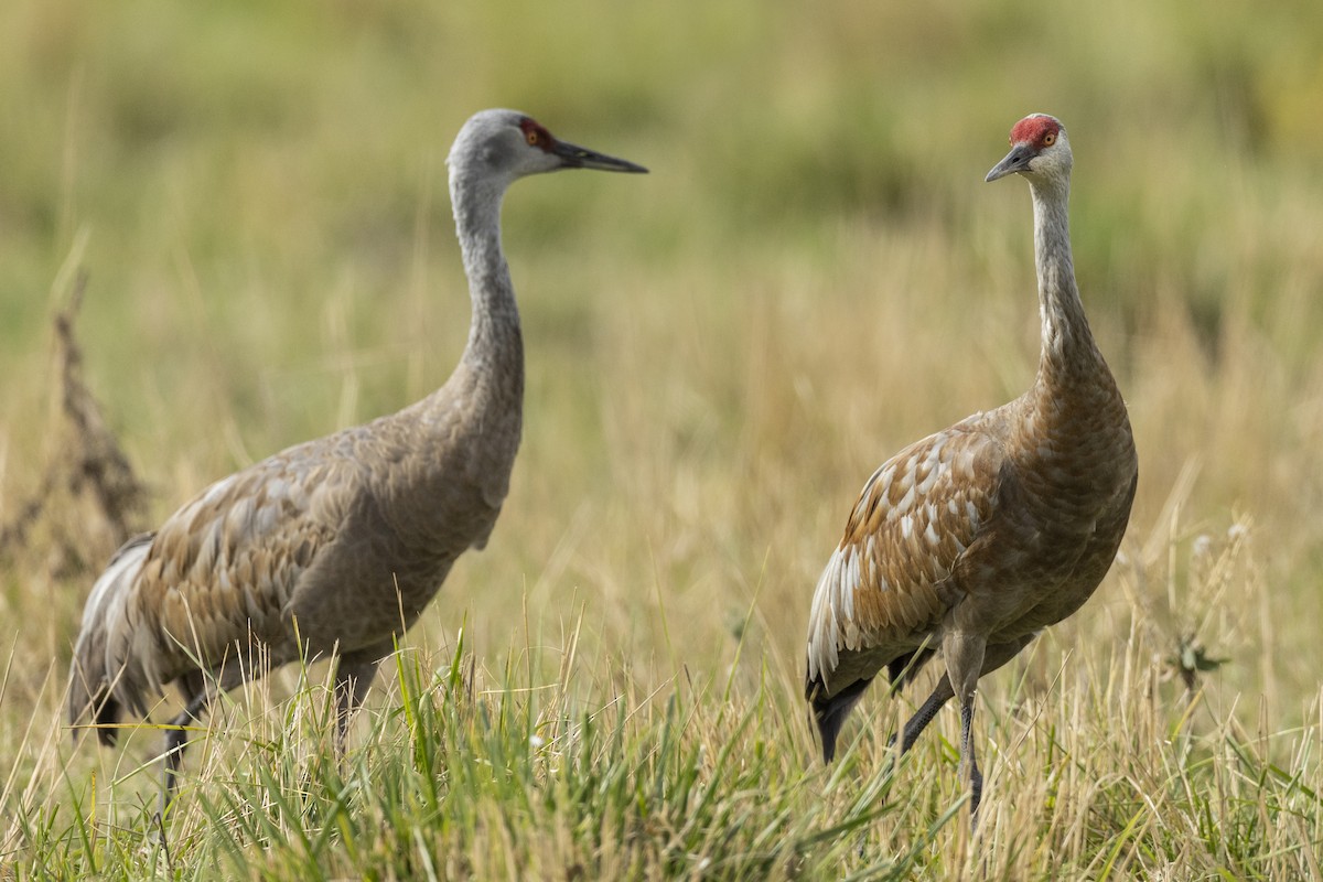 Sandhill Crane (canadensis) - ML620487329