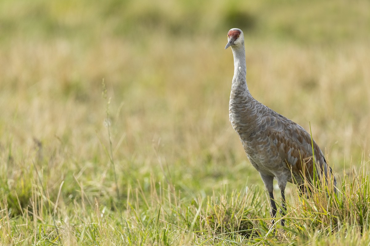 Sandhill Crane (canadensis) - ML620487331