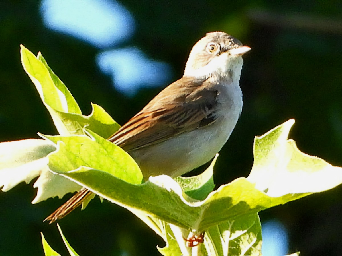 Greater Whitethroat - ML620487334