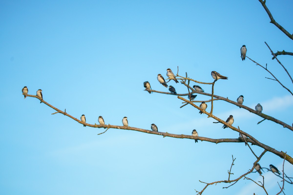 Tree Swallow - ML620487335