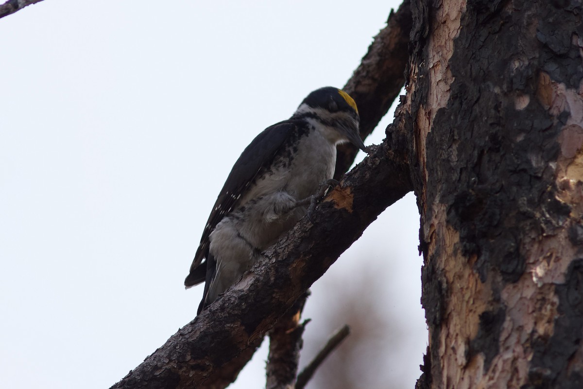 Black-backed Woodpecker - ML620487339