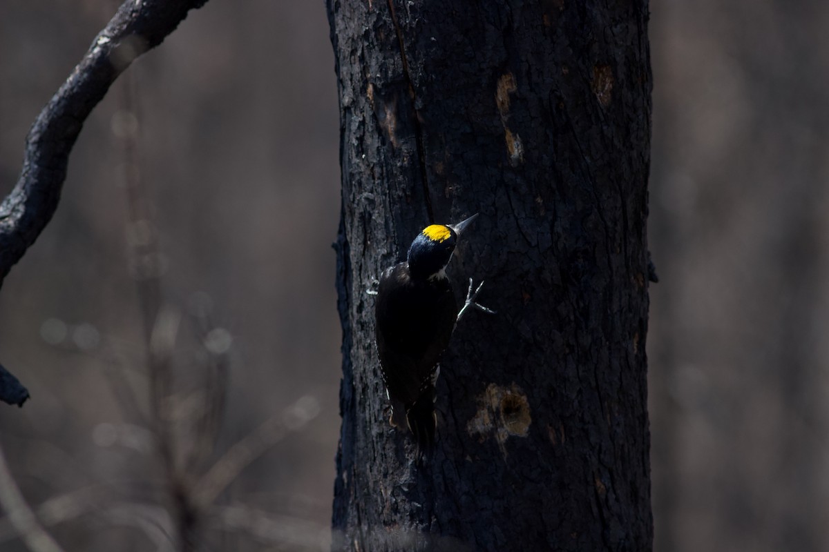 Black-backed Woodpecker - ML620487341