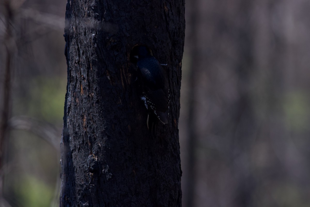 Black-backed Woodpecker - ML620487342