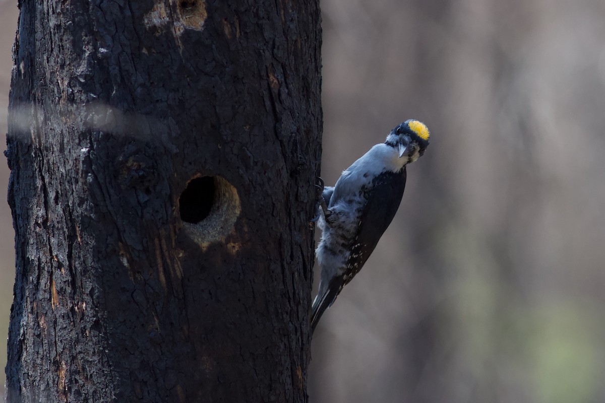 Black-backed Woodpecker - ML620487343