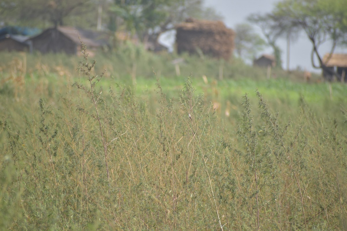 Plain Prinia - ML620487345