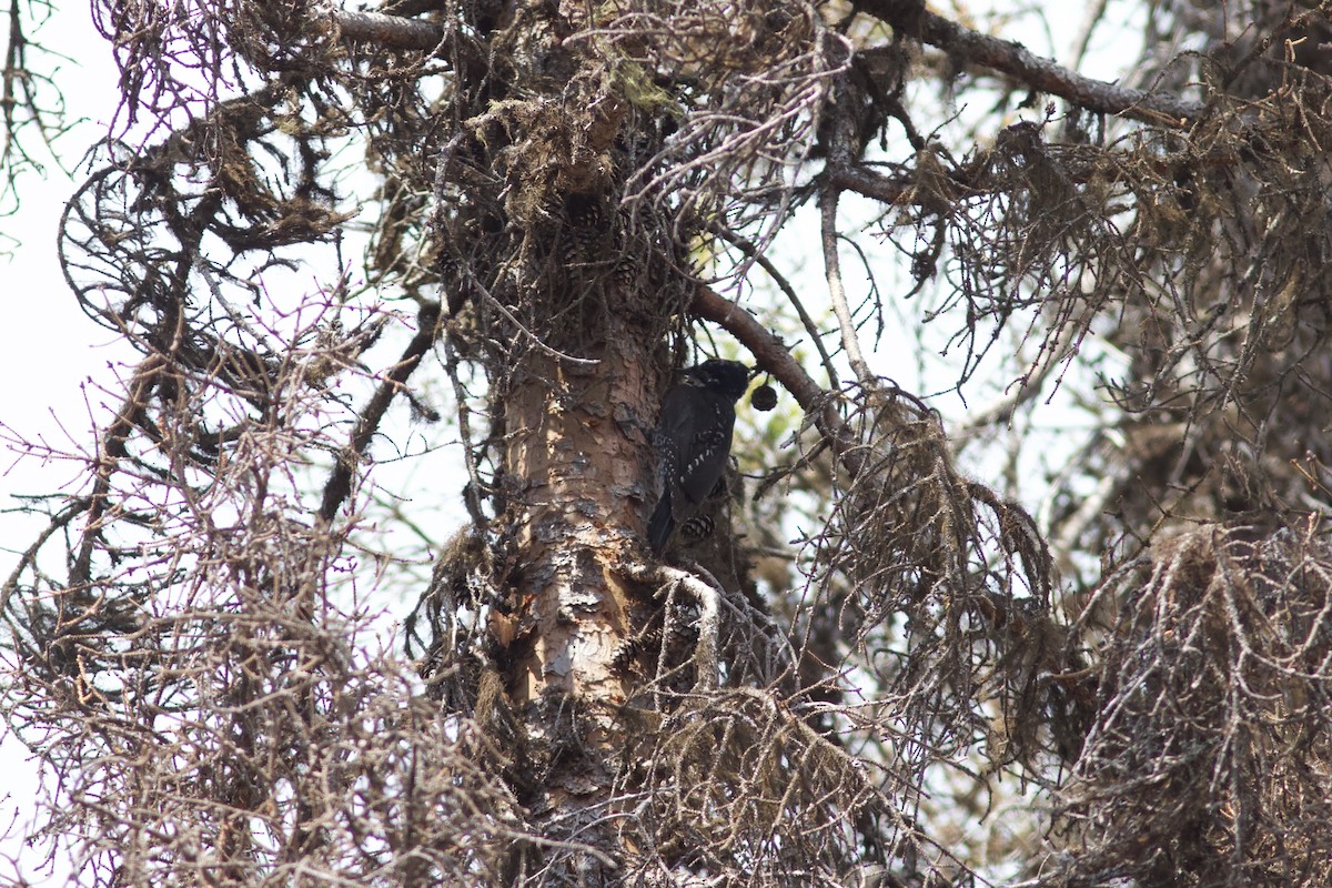 American Three-toed Woodpecker - ML620487347