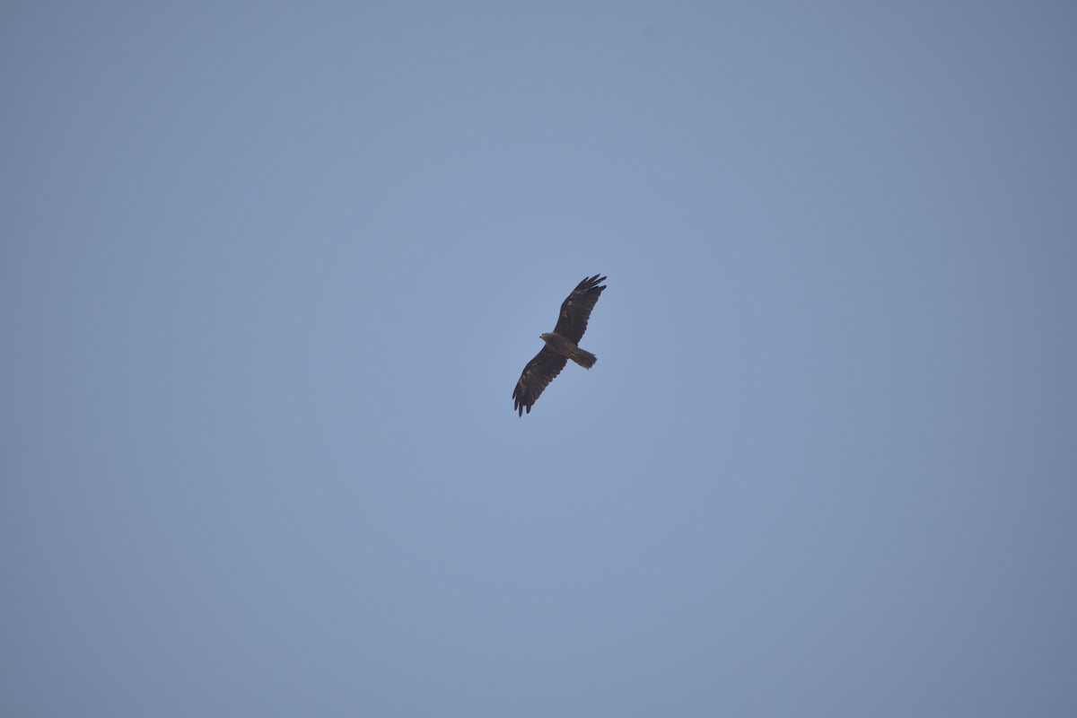 Black Kite - ML620487351