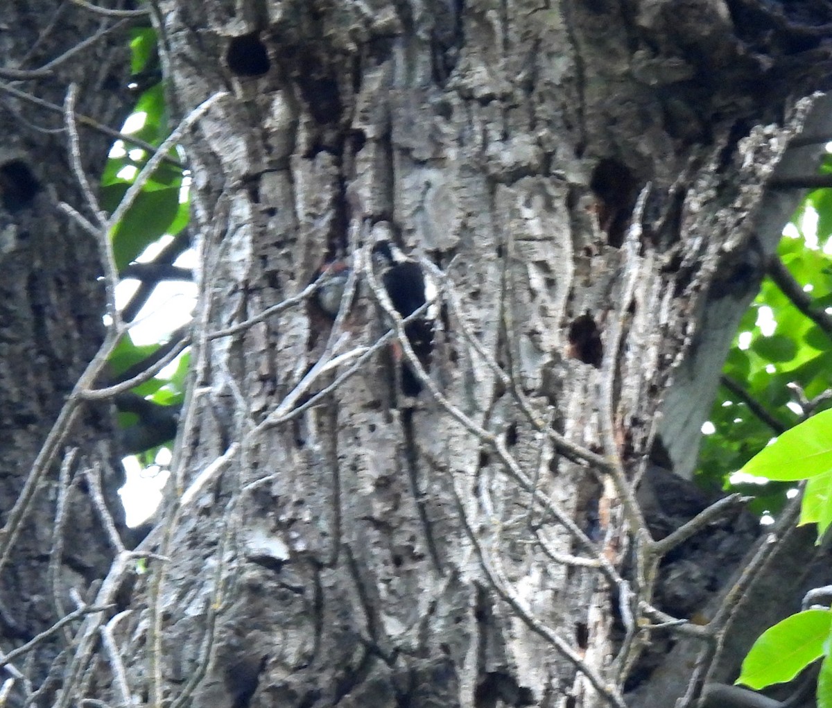 Himalayan Woodpecker - ML620487352