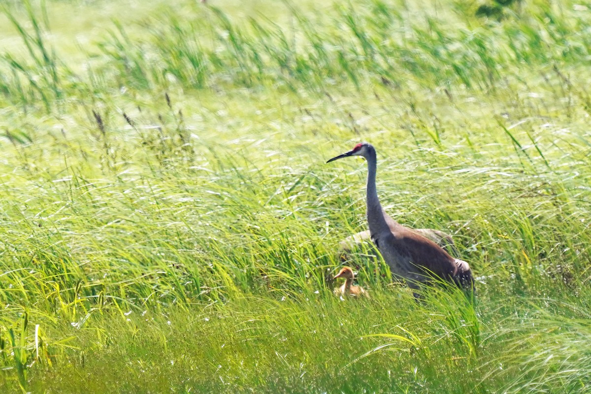 Sandhill Crane - ML620487355