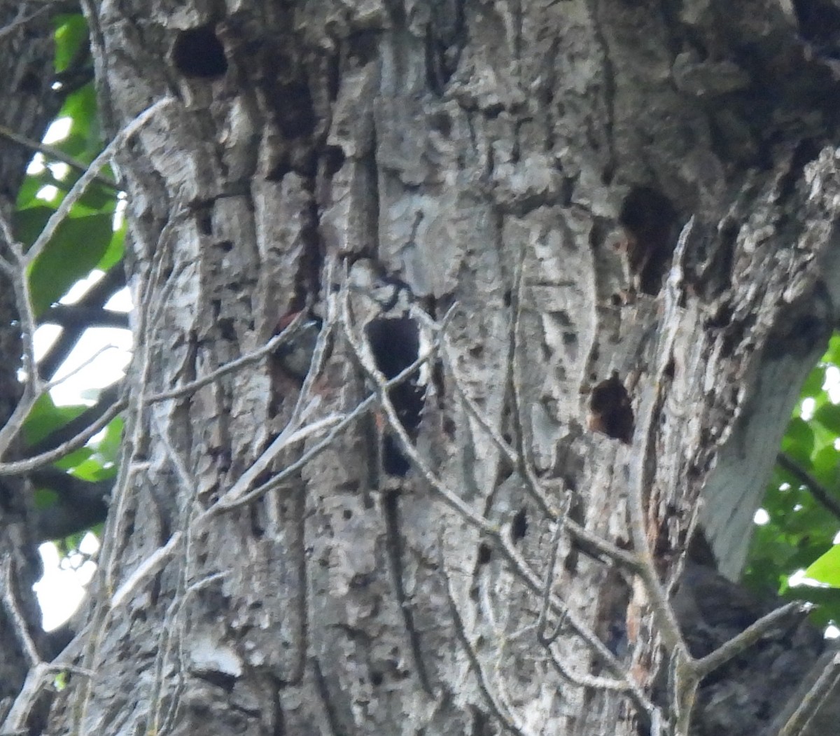 Himalayan Woodpecker - ML620487358