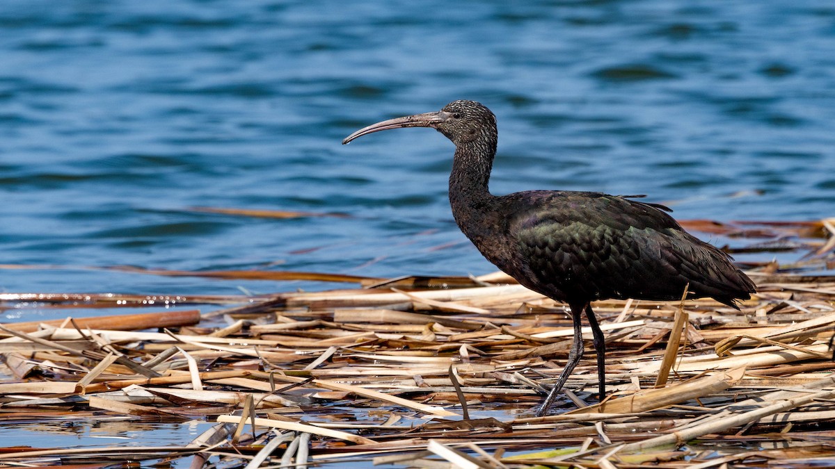 Puna Ibis - ML620487360