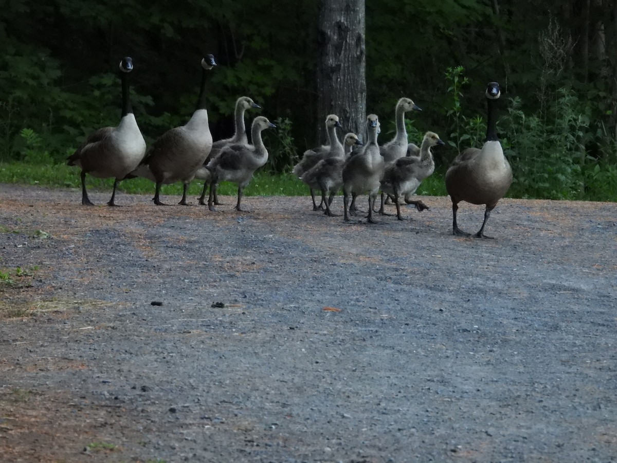 Canada Goose - ML620487361