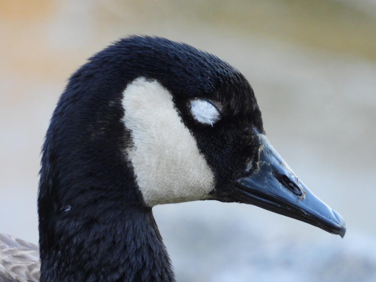 Canada Goose - ML620487362