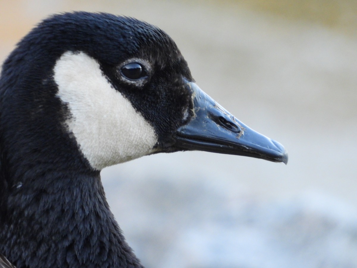 Canada Goose - Denis Provencher COHL