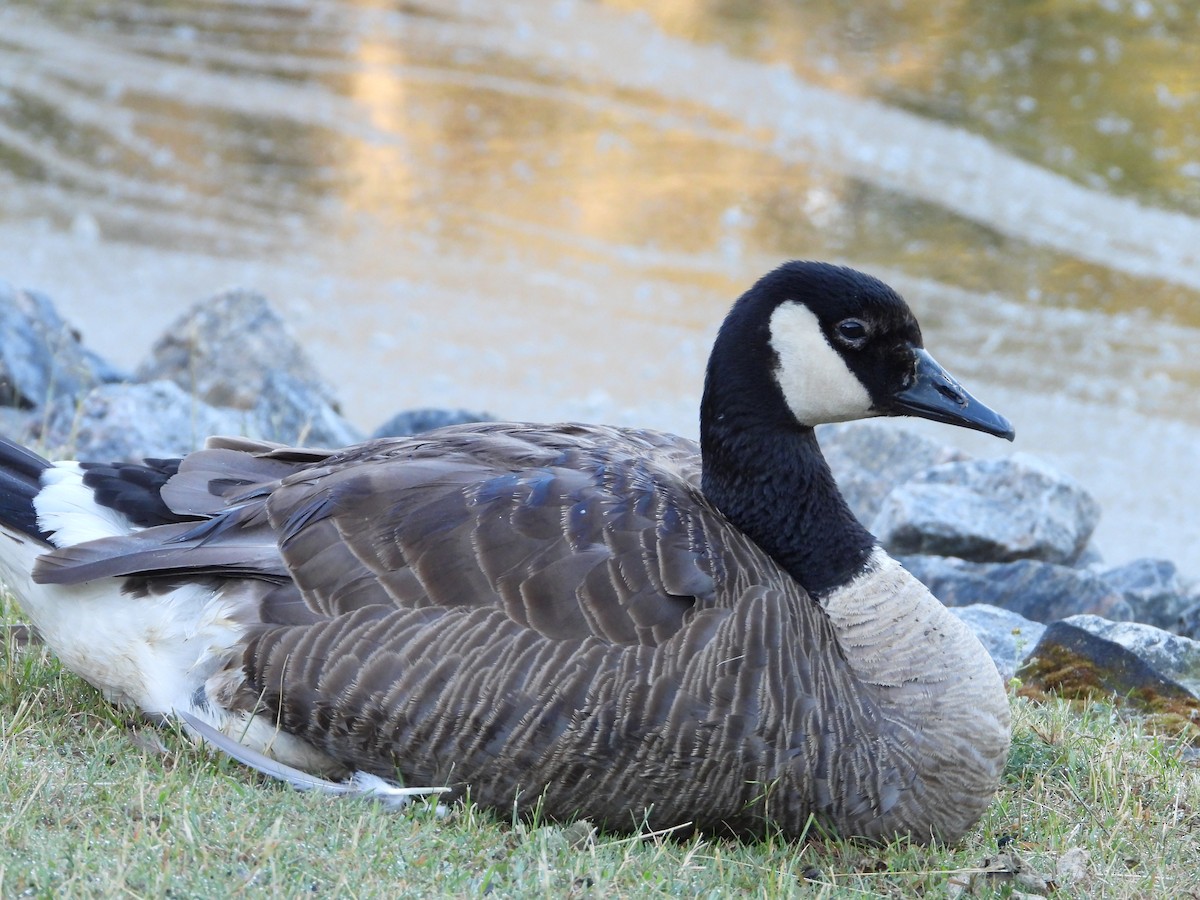 Canada Goose - ML620487365