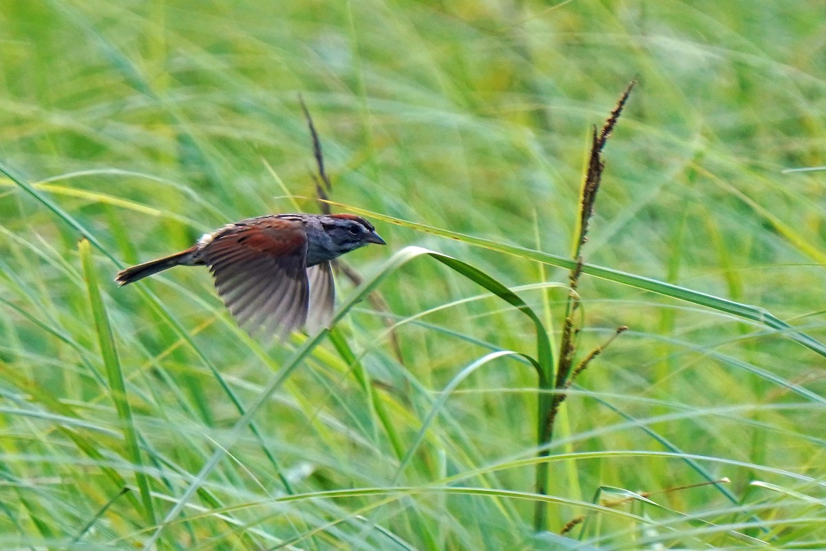 Swamp Sparrow - ML620487372