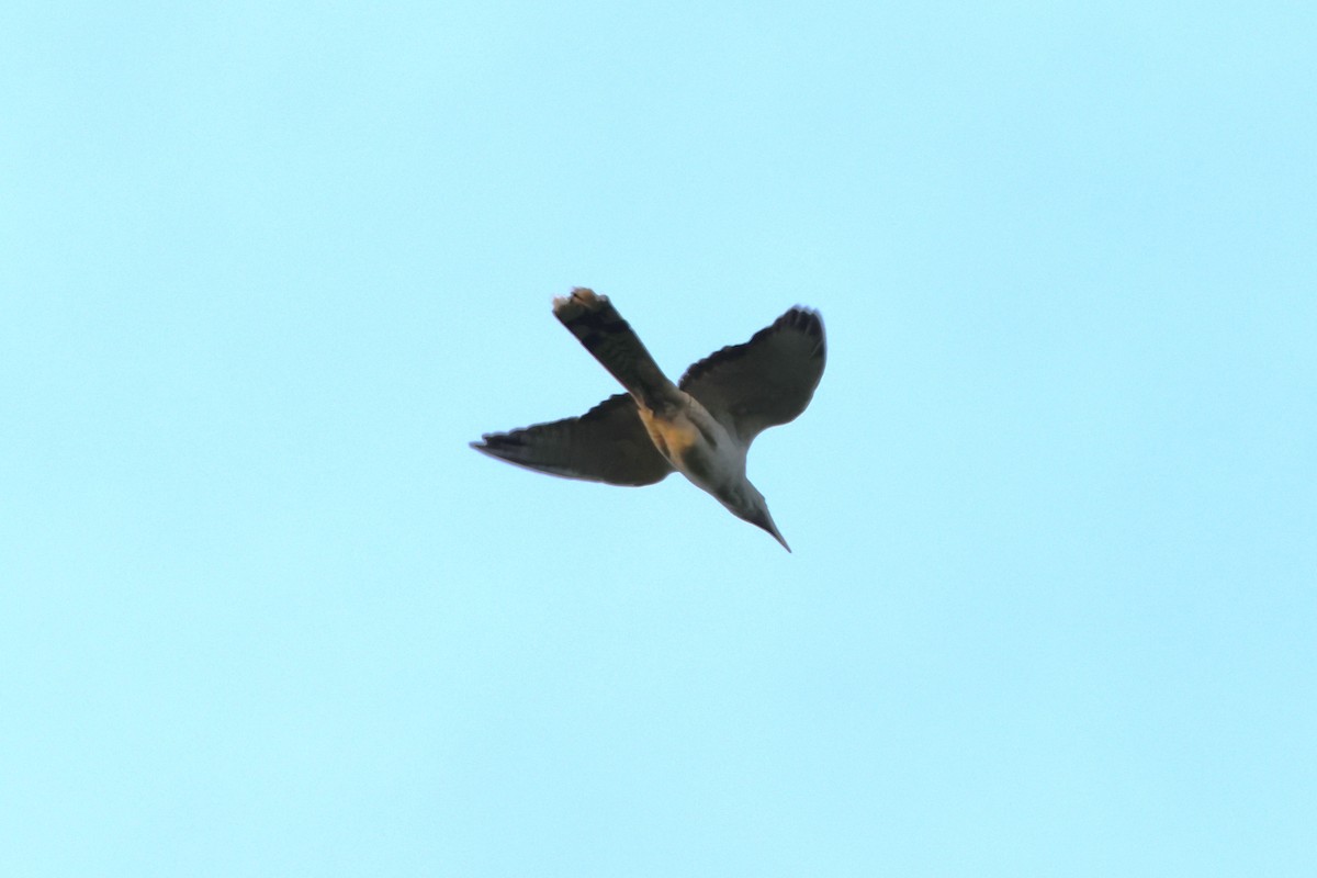 Channel-billed Cuckoo - ML620487380