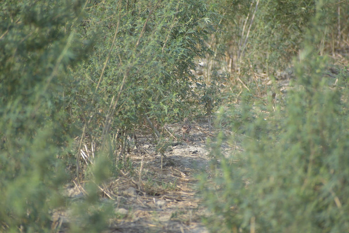 Oriental Skylark - ML620487383