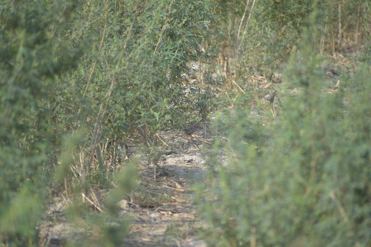 Oriental Skylark - Mrinal Kaushik