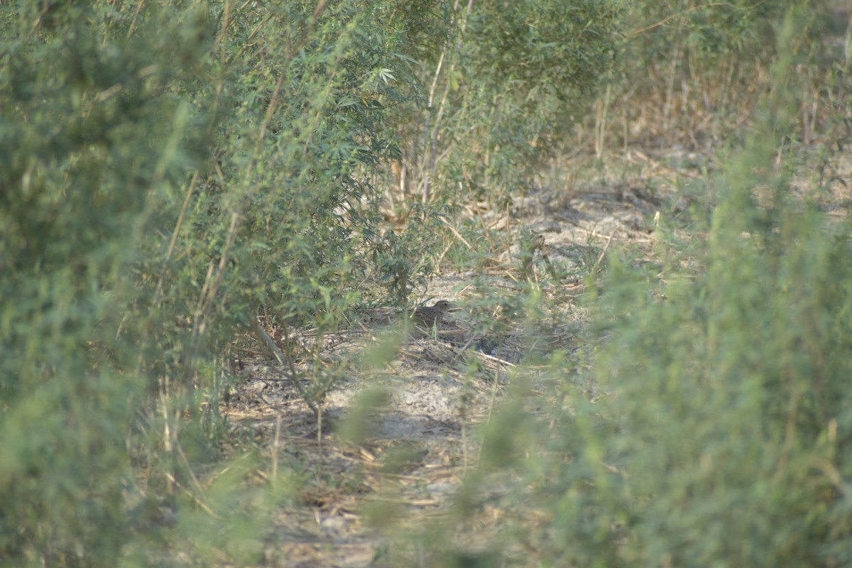 Oriental Skylark - ML620487387