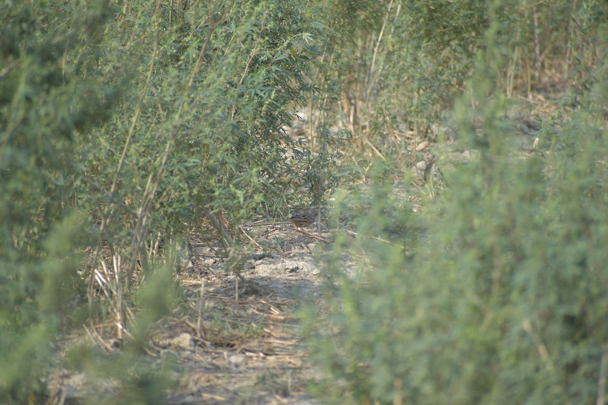 Oriental Skylark - Mrinal Kaushik