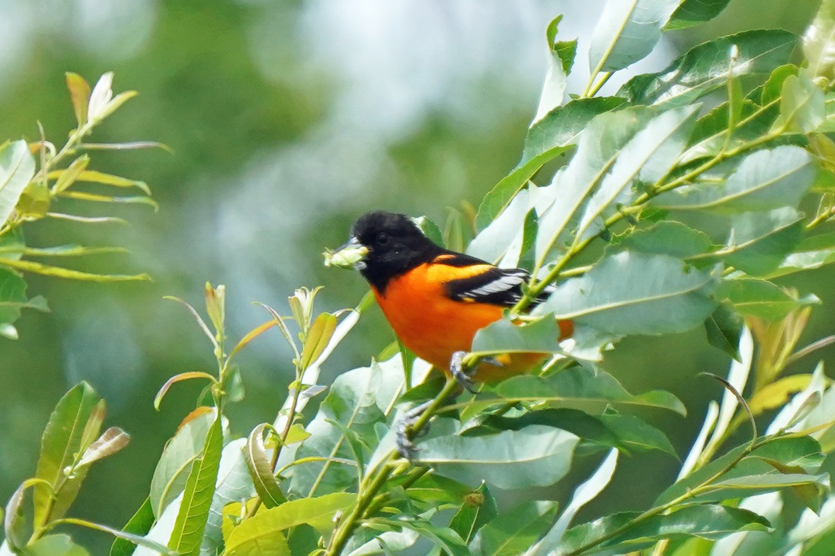 Baltimore Oriole - Walter Verhoef