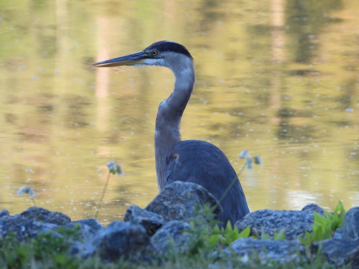 Great Blue Heron - Denis Provencher COHL