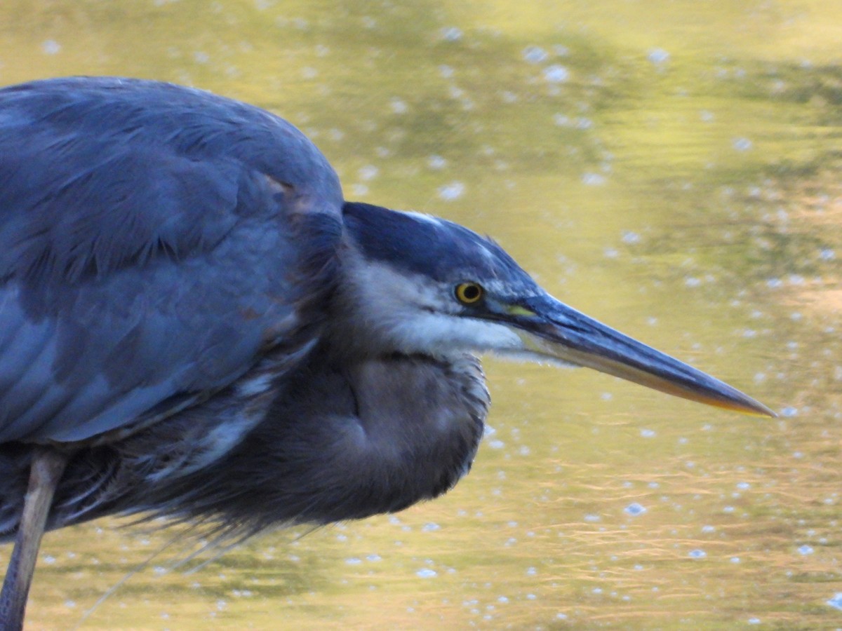 Great Blue Heron - ML620487405