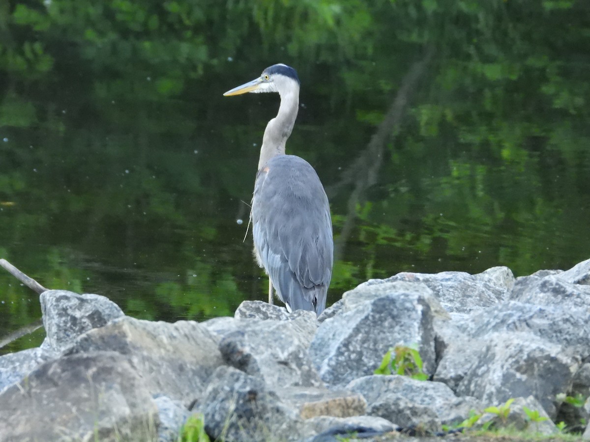 Great Blue Heron - ML620487409